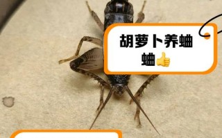 王者荣耀蟋蟀装备搭配-wotb蟋蟀15打法？