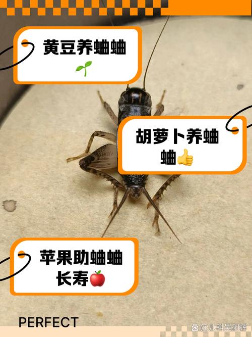 王者荣耀蟋蟀装备搭配-wotb蟋蟀15打法?-第1张图片-平泛游戏 王者荣耀蟋蟀装备搭配-wotb蟋蟀15打法?-第1张图片-平泛游戏