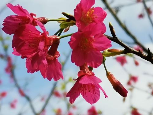 阴阳师红妖攻略,阴阳师红线式神-第6张图片-平泛游戏 阴阳师红妖攻略,阴阳师红线式神-第6张图片-平泛游戏