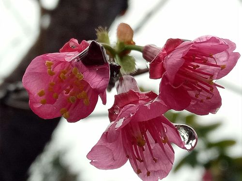 阴阳师妖怪发现攻略_阴阳师妖怪发现图鉴 2020-第4张图片-平泛游戏