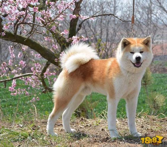 阴阳师刷信物攻略_阴阳师信物勾是什么-第4张图片-平泛游戏